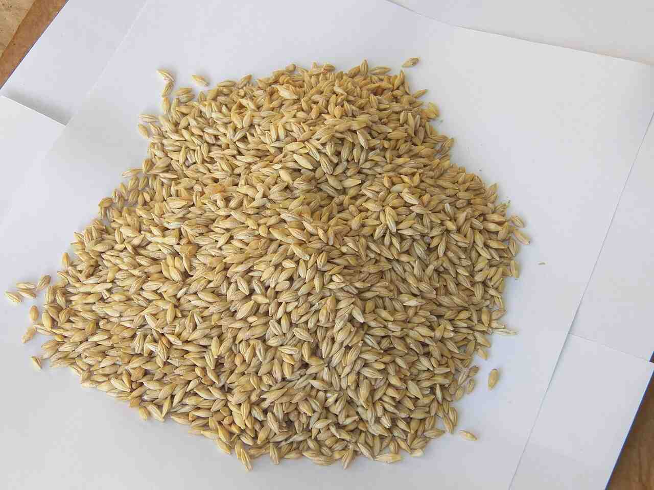 pearled barley